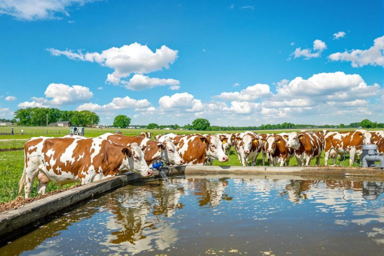 Ces éleveurs font face à la sécheresse : leurs solutions ingénieuses pour économiser l’eau.jpg