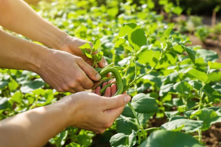 Je récolte mes haricots verts sans les abîmer : ce geste tout simple change tout.jpg